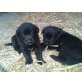 Labrador-Husky Mischling Welpen - Hündin