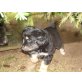 Labrador Husky + Mix  Welpen - Hündin