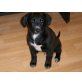 Labrador-Jack Russell Terrier Welpen - Rüde
