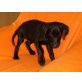 Labrador - Jagdhund  Welpen - Hündin