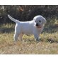 Labrador , Labrador Retriever - Hündin