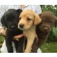 Labrador, Labrador Retriever - Hündin
