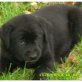 Labrador, Labrador Retriever - Rüde