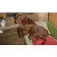 Labrador/Magyar Vizsla Welpen - Rüde