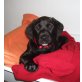 Labrador Mischling Welpen - Hündin