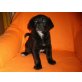 Labrador - Mischling Welpen - Rüde