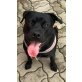 Labrador Mischling sucht neues Zuhause - Rüde