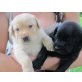 Labrador Mischlinge - Hündin
