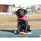 Labrador-Mischlingswelpe  Welpen - Hündin