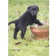 Labrador Mischlingswelpen Welpen - Hündin