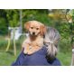 Labrador Mischlingswelpen Welpen - Rüde