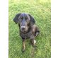Labrador Mix 10Monate/18kg sucht neue Familie - Rüde