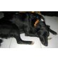 Labrador-Mix, Friedlicher BLACKY sucht ein Zuhause! - Rüde