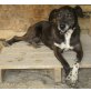 Labrador-Mix - Hündin
