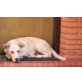 Labrador-Mix - Hündin
