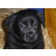 Labrador Mix - Rüde