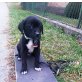Labrador-Mix Welpen - Hündin