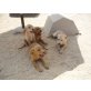 Labrador Mix Welpen - Hündin