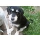 Labrador-Mix-Welpen Welpen - Hündin