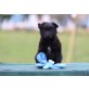 Labrador-Mudi Mischlingswelpen  Welpen - Hündin
