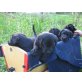 Labrador-Münsterländer-Mix Welpen - Hündin