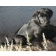 Labrador-Münsterländer-Mix-Welpen-Mix Welpen Welpen - Rüde