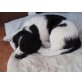Labrador/Münsterländer Welpen - Rüde