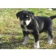 Labrador Retriever-Belgischer Schäfe/Husky Welpen - Hündin