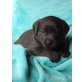 Labrador Retriever - Hündin