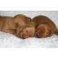 Labrador Retriever - Hündin