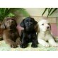 Labrador Retriever - Hündin