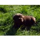 Labrador Retriever - Hündin