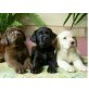 Labrador Retriever - Hündin
