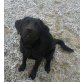 Labrador Retriever - Hündin