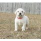 Labrador Retriever - Hündin