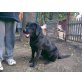 Labrador Retriever - Hündin