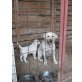 Labrador Retriever - Hündin