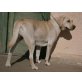 Labrador Retriever - Hündin