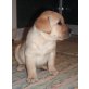 Labrador Retriever - Hündin