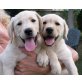 Labrador Retriever - Hündin