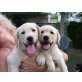 Labrador Retriever - Hündin