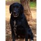 Labrador Retriever - Hündin