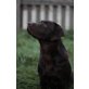 Labrador Retriever - Hündin
