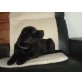 Labrador Retriever - Hündin
