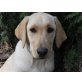 Labrador Retriever - Hündin