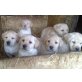 Labrador Retriever - Hündin