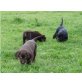 Labrador Retriever - Hündin