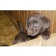 Labrador Retriever - Hündin