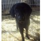 Labrador Retriever - Hündin