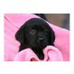 Labrador Retriever - Hündin